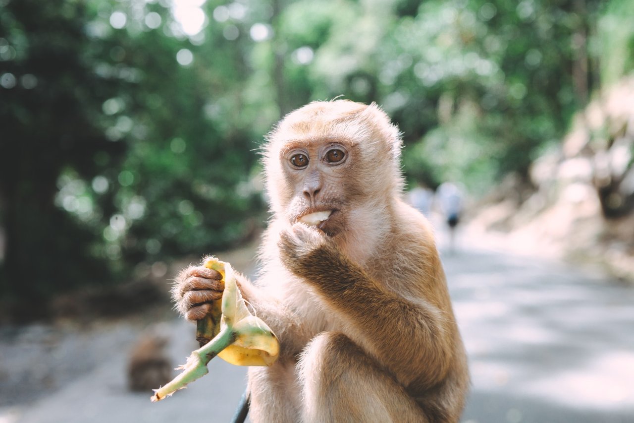 monkey eating a piece of fruit