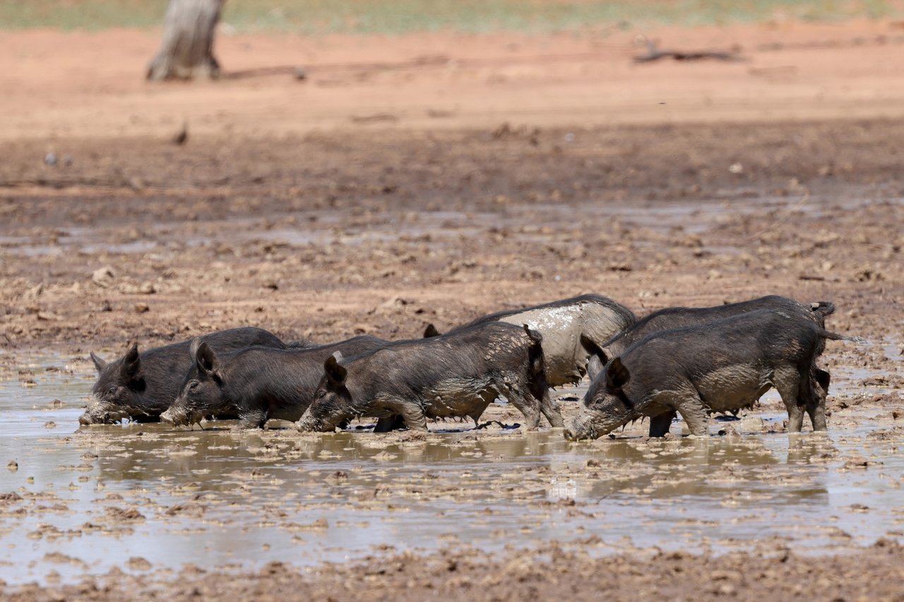 pig wallowing in mud