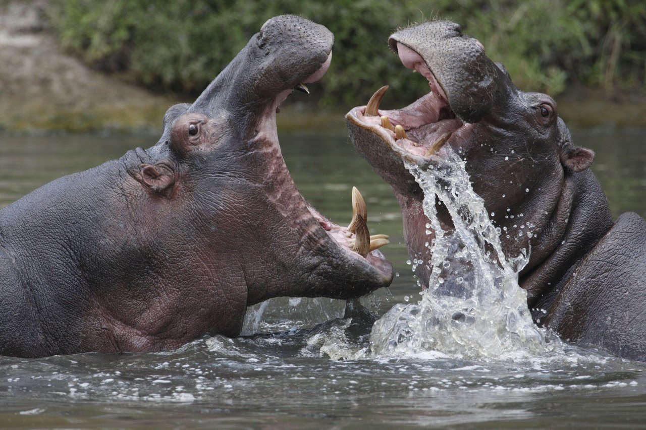 Dois hipopótamos, um adulto e um filho, comendo gramas no chão