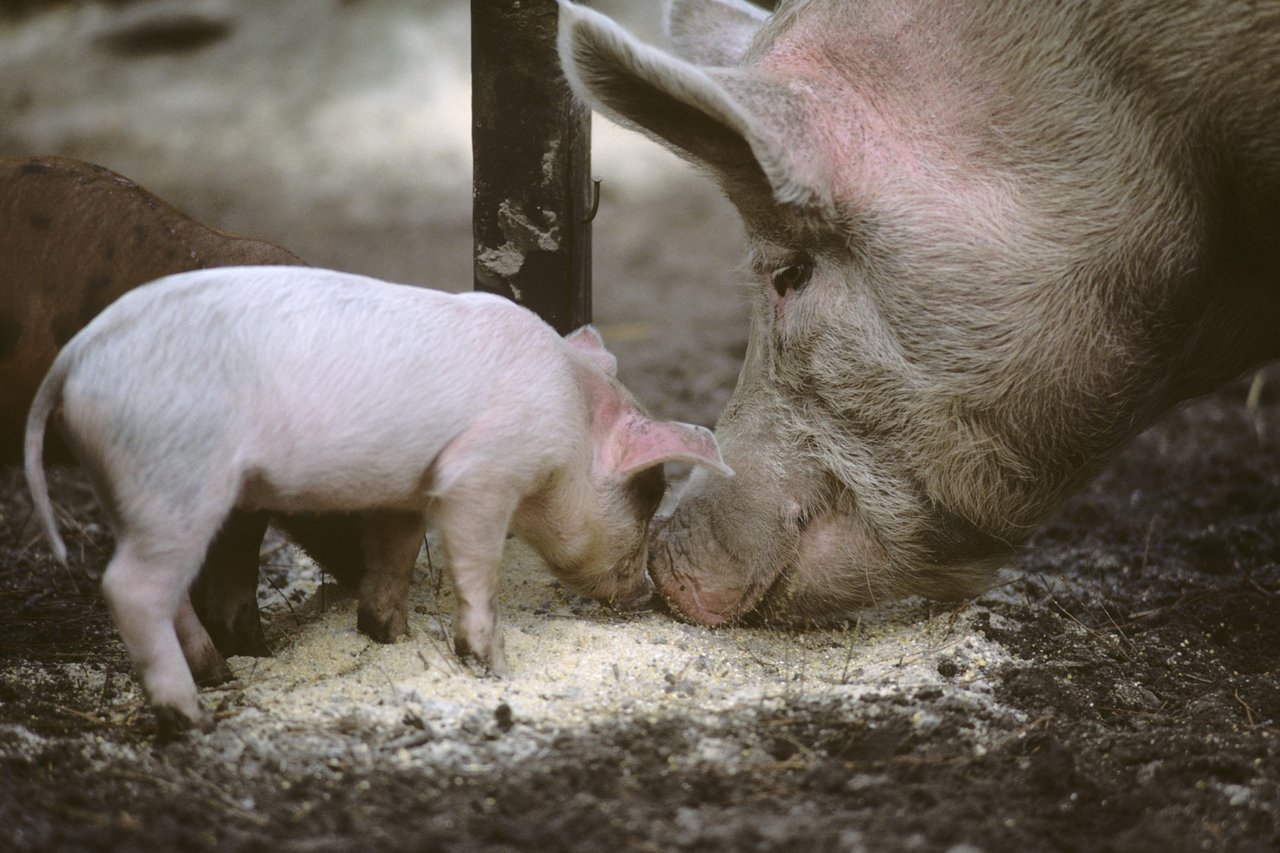 mother pig with her baby pig