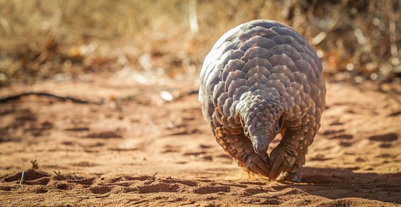 Pictured: Pangolin