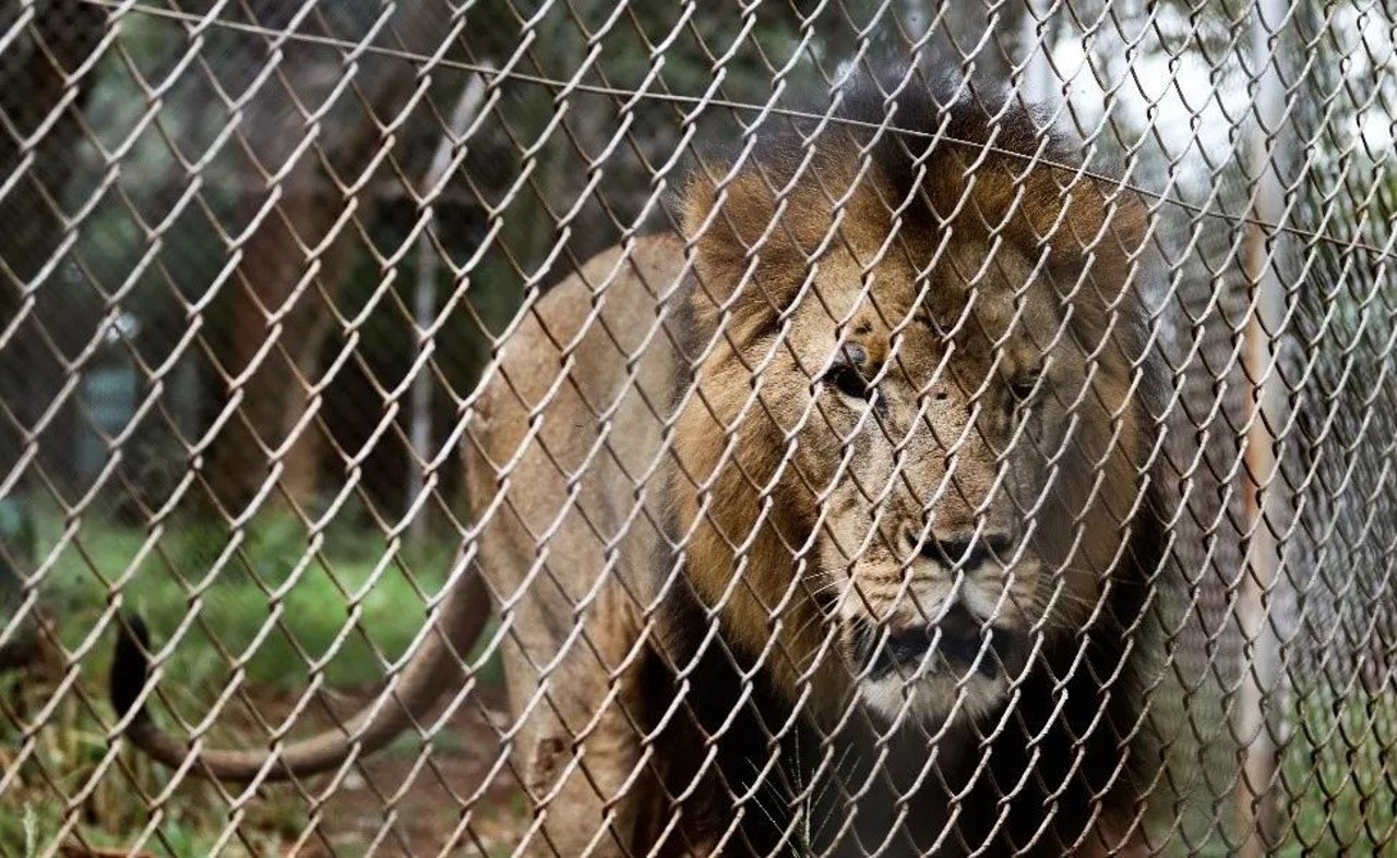 A wild lion resting in the Ngorongoro Crater National Park, Tanzania.