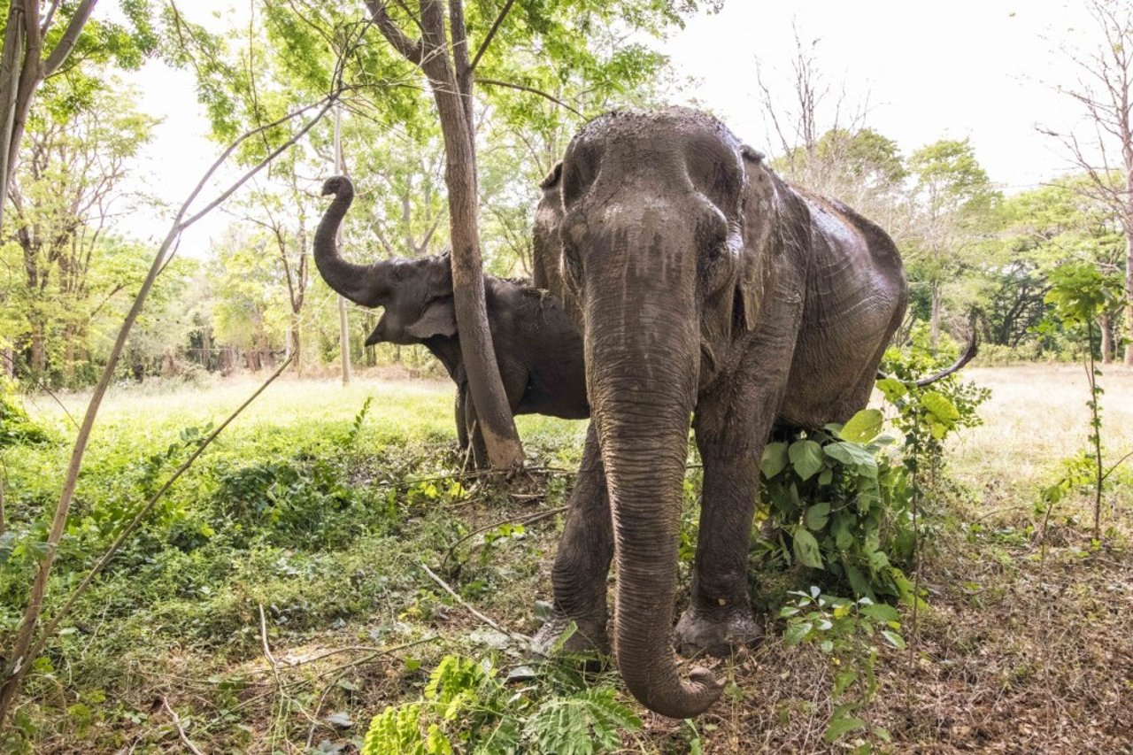 Malee en Kammoon bij olifantenopvang Somboon