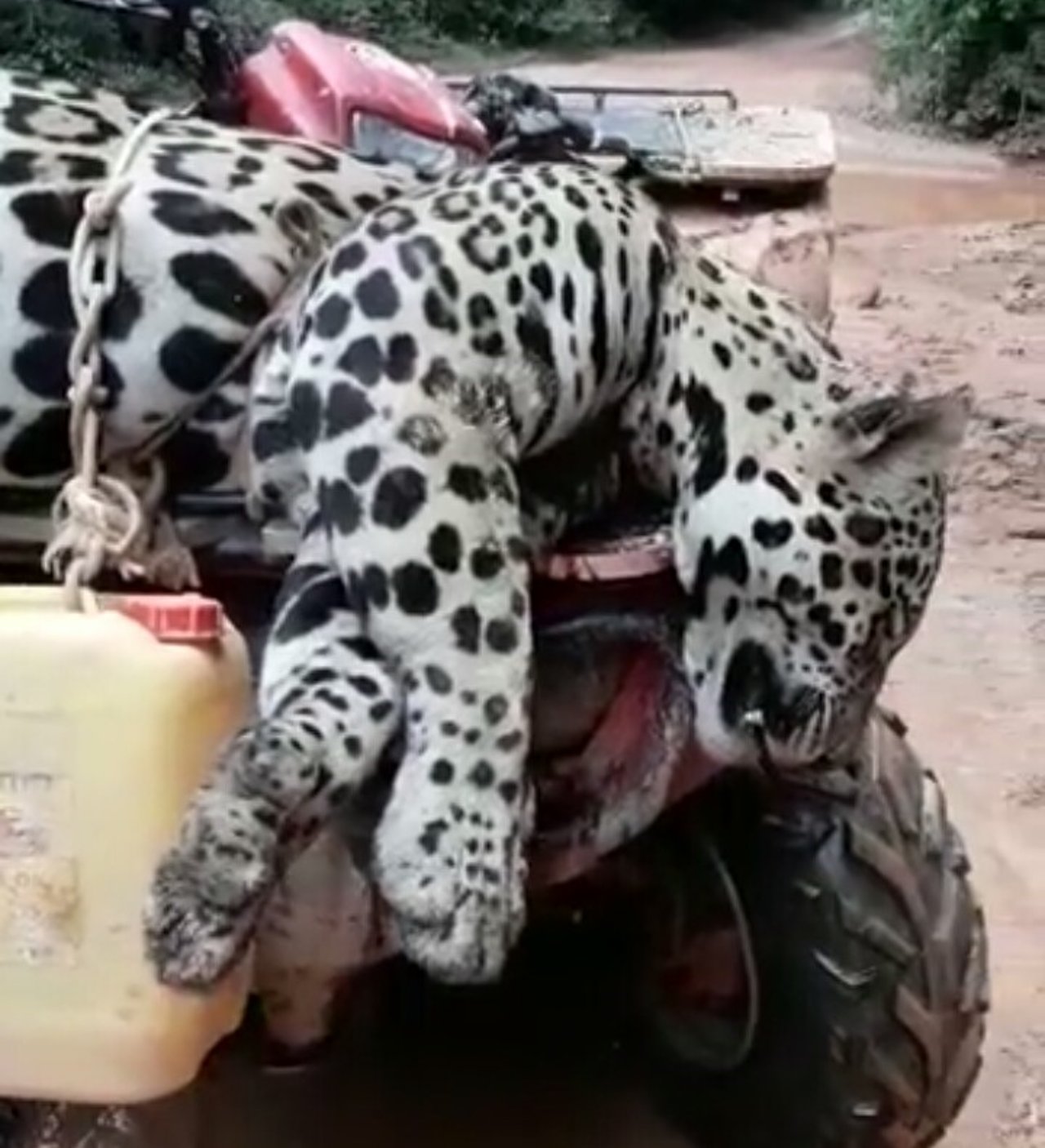 Jaguar dræbt af krybskytter