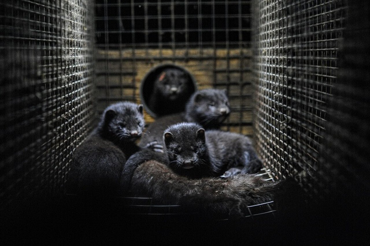Caged mink on a fur farm