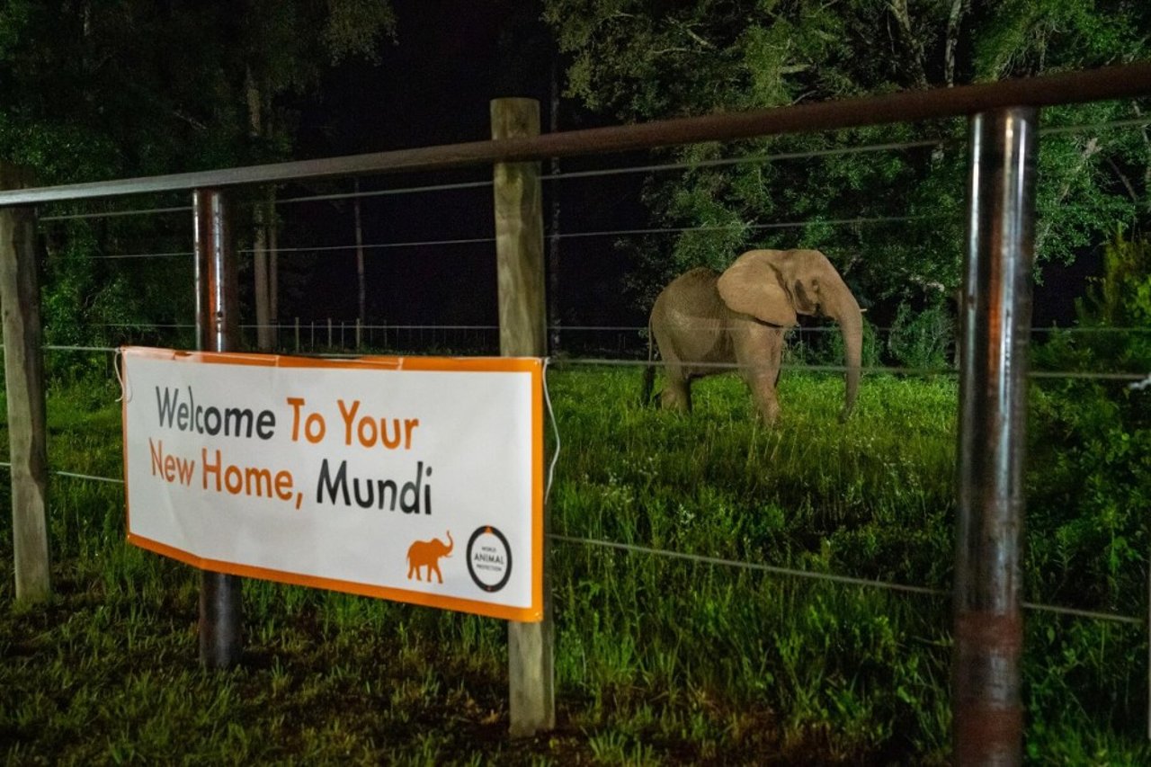 Mundi at the Elephant Refuge North America sanctuary in Georgia, US