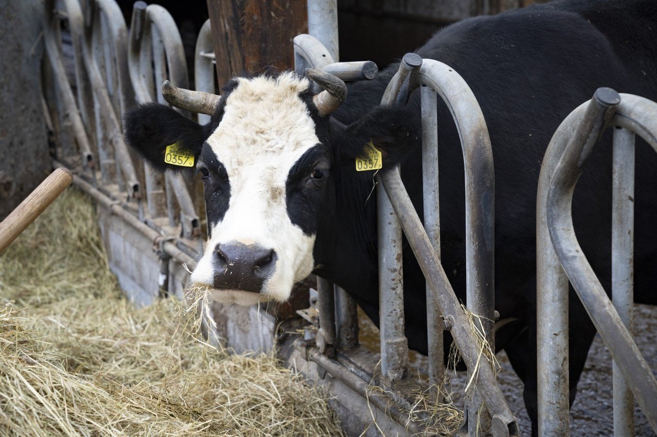 Uitje naar een biologische boerderij