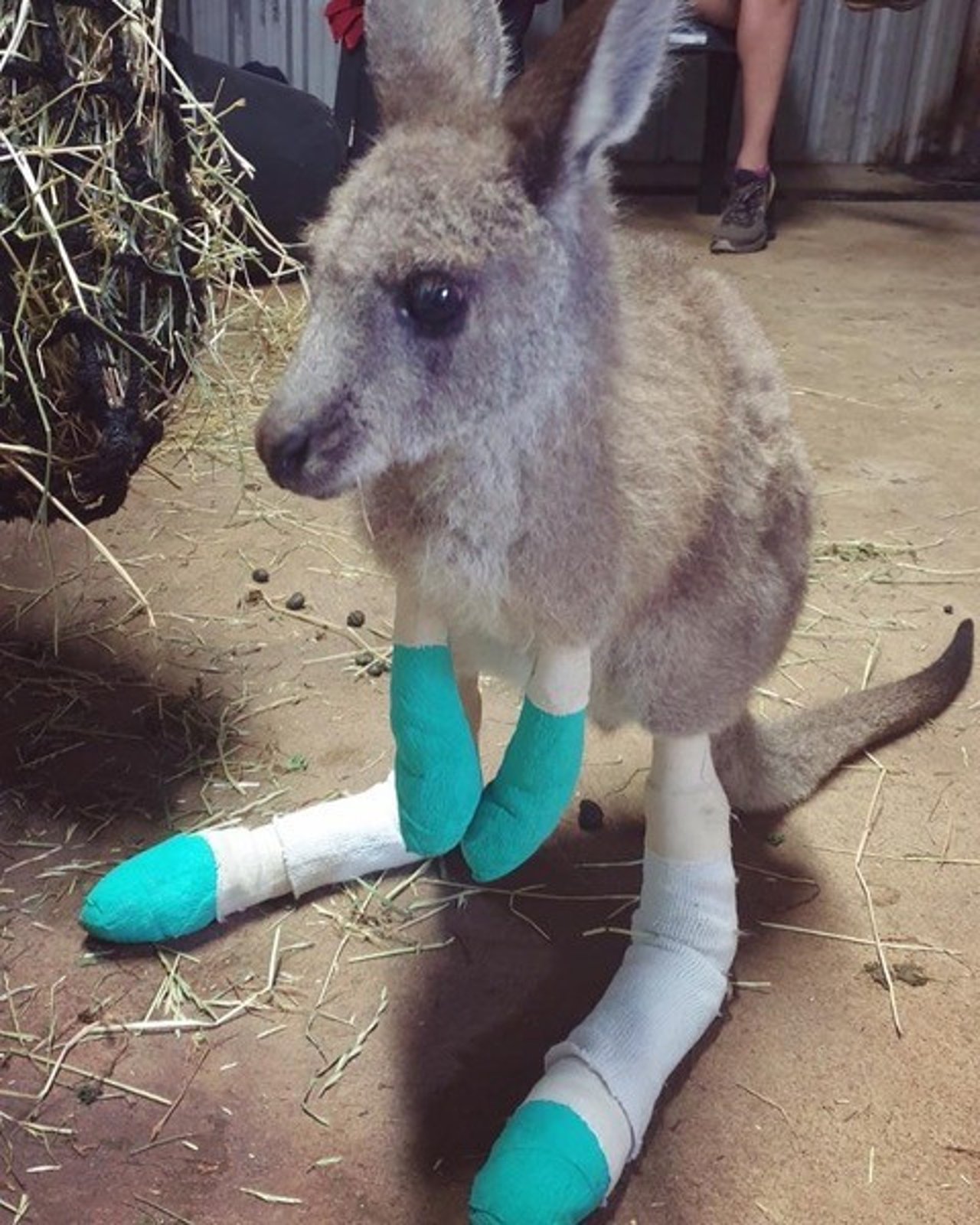 Kleine kangoeroe kreeg hulp na de bosbranden in Australië