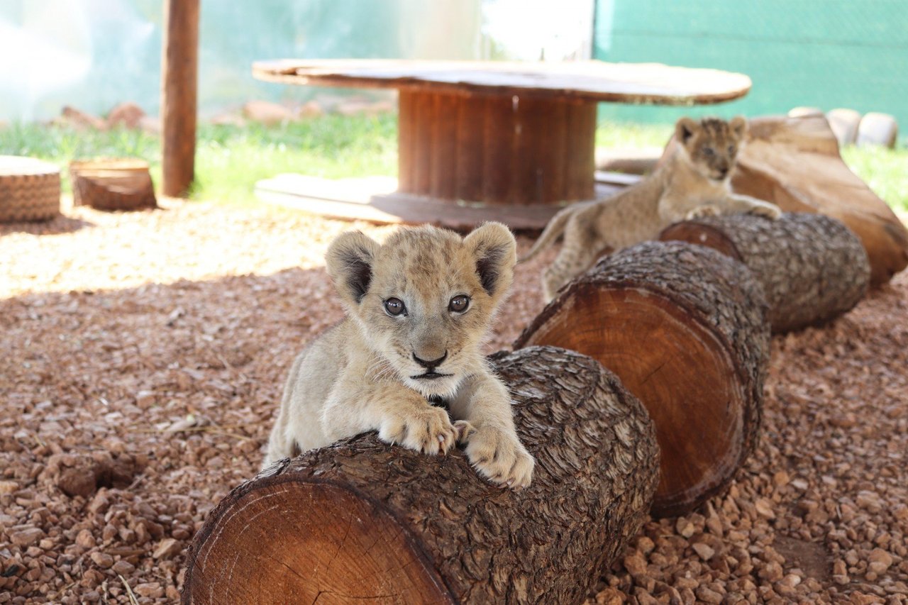 Lion cub at tourist attraction in South Africa - Animals in the wild - World Animal Protection