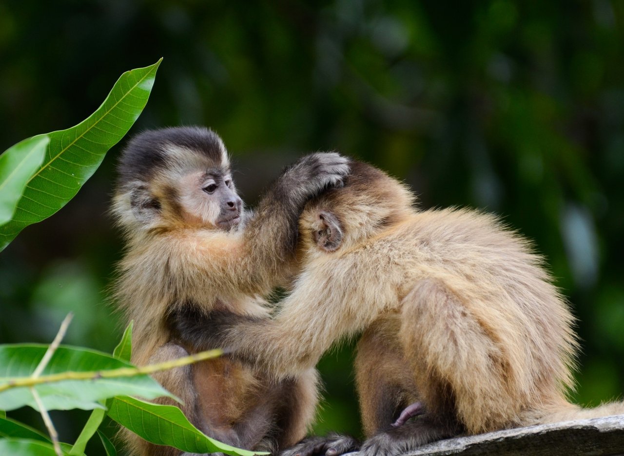 Monkeys in the wild in Brazil - World Animal Protection