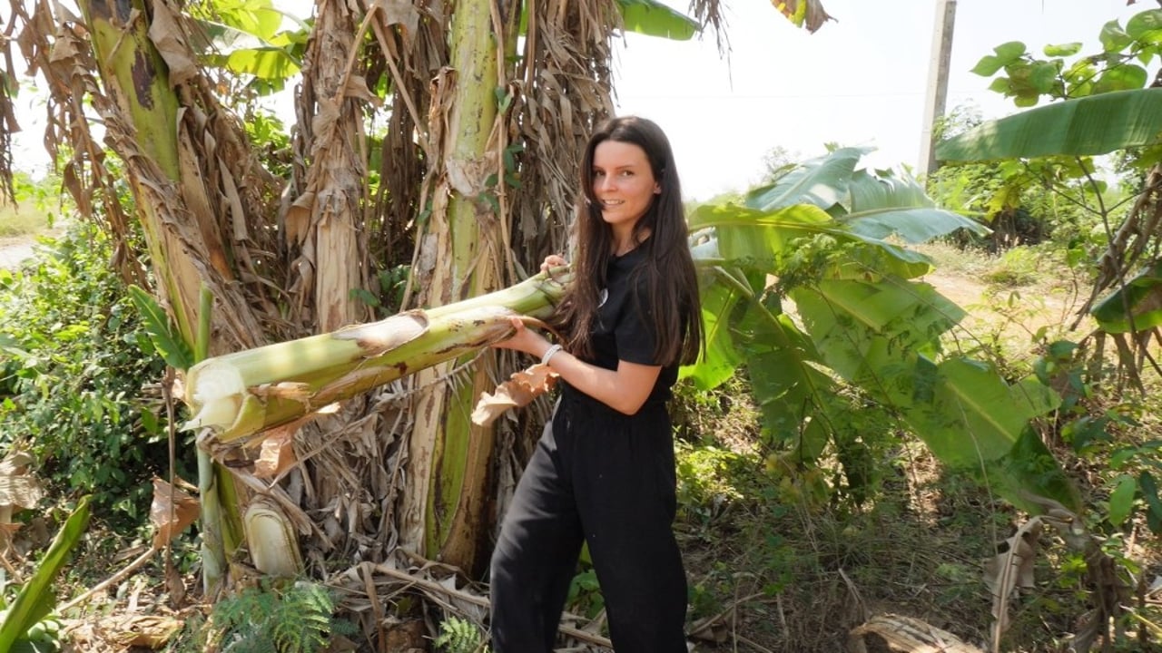 Bananenbomen hakken olifantenopvang