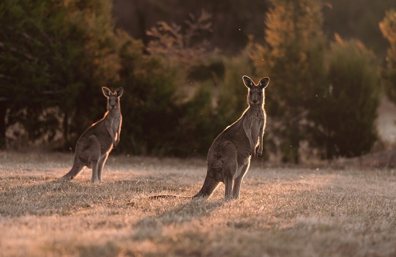 Kangoeroes in veld
