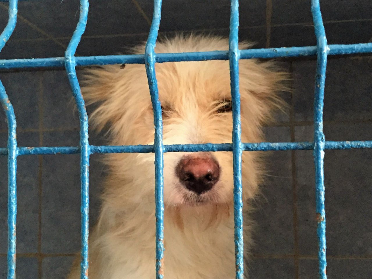 one_eyed_dog_-_save_the_dogs_romania1