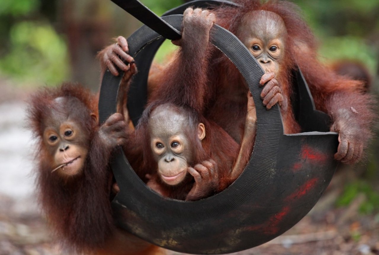 Orang oetan buiten