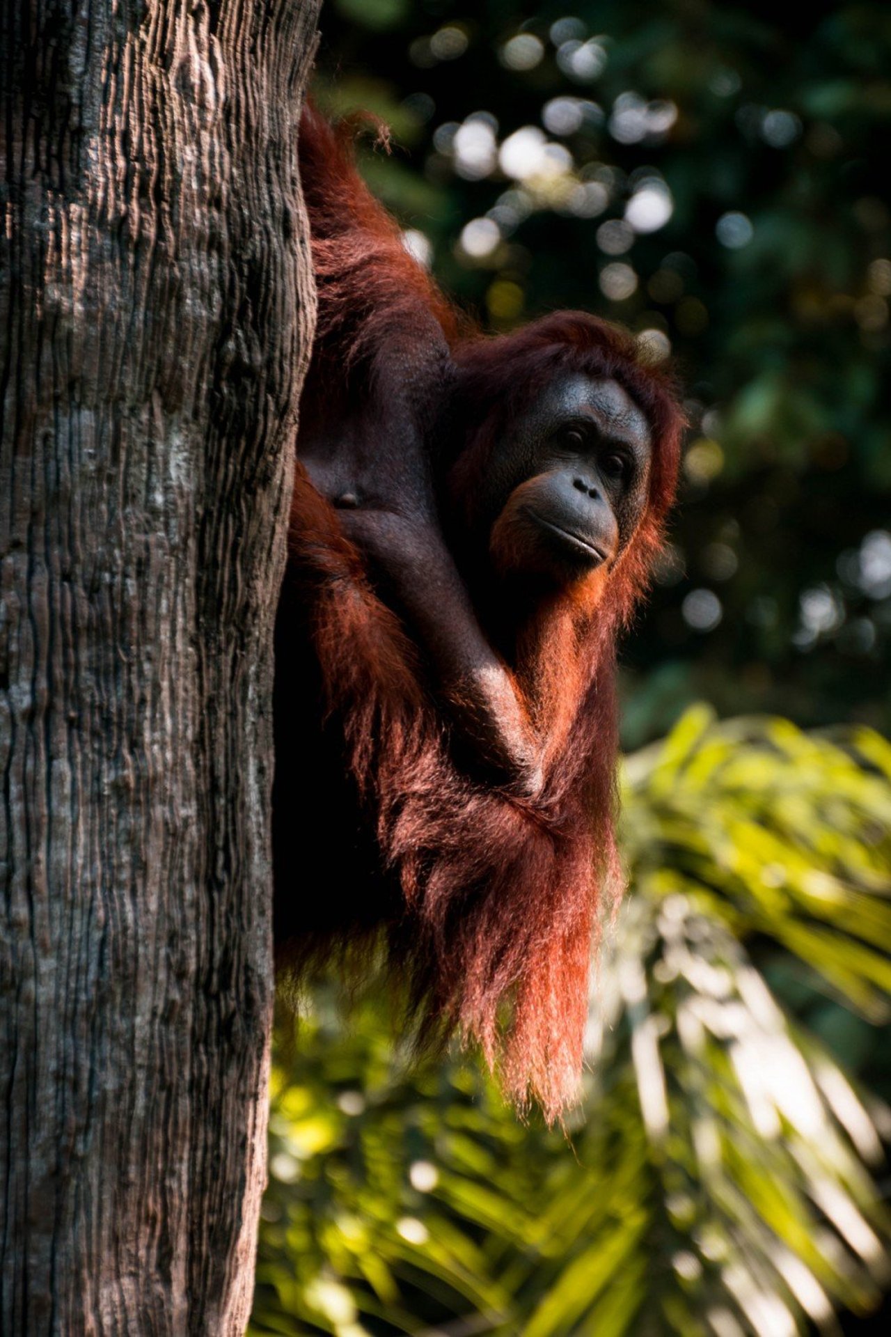 orang-oetan in boom