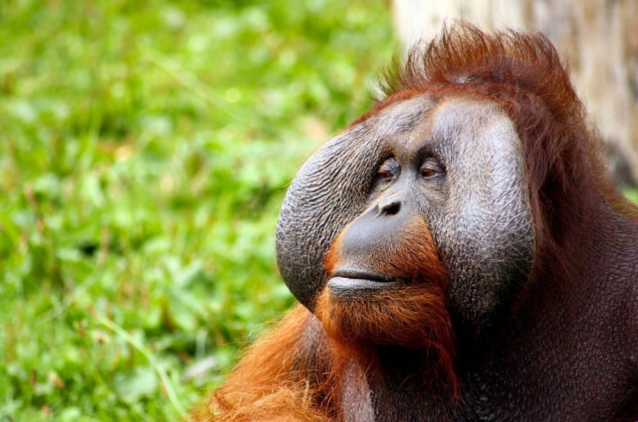 orang-oetanmannetje met wangplaten