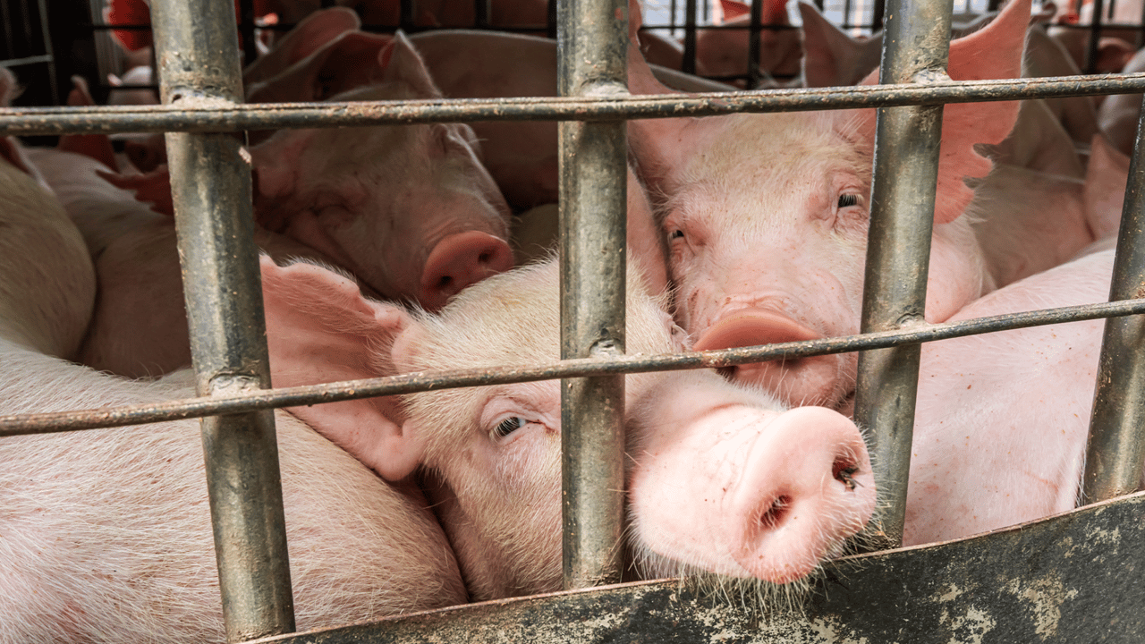 pigs crowded on factory farm