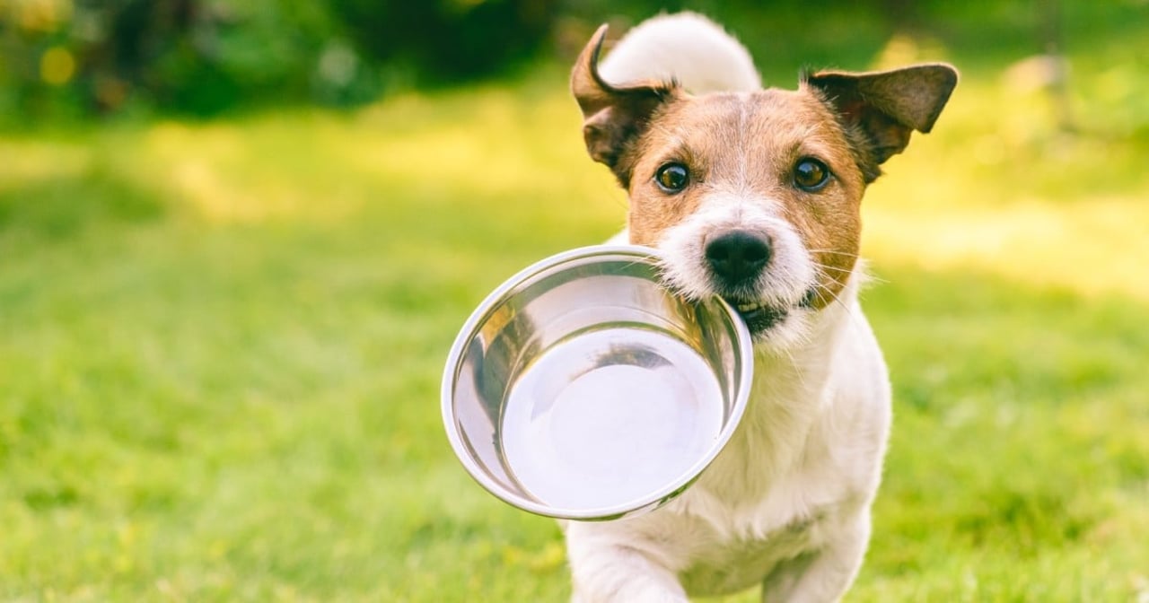 Boek Dog.Eat.Plant.