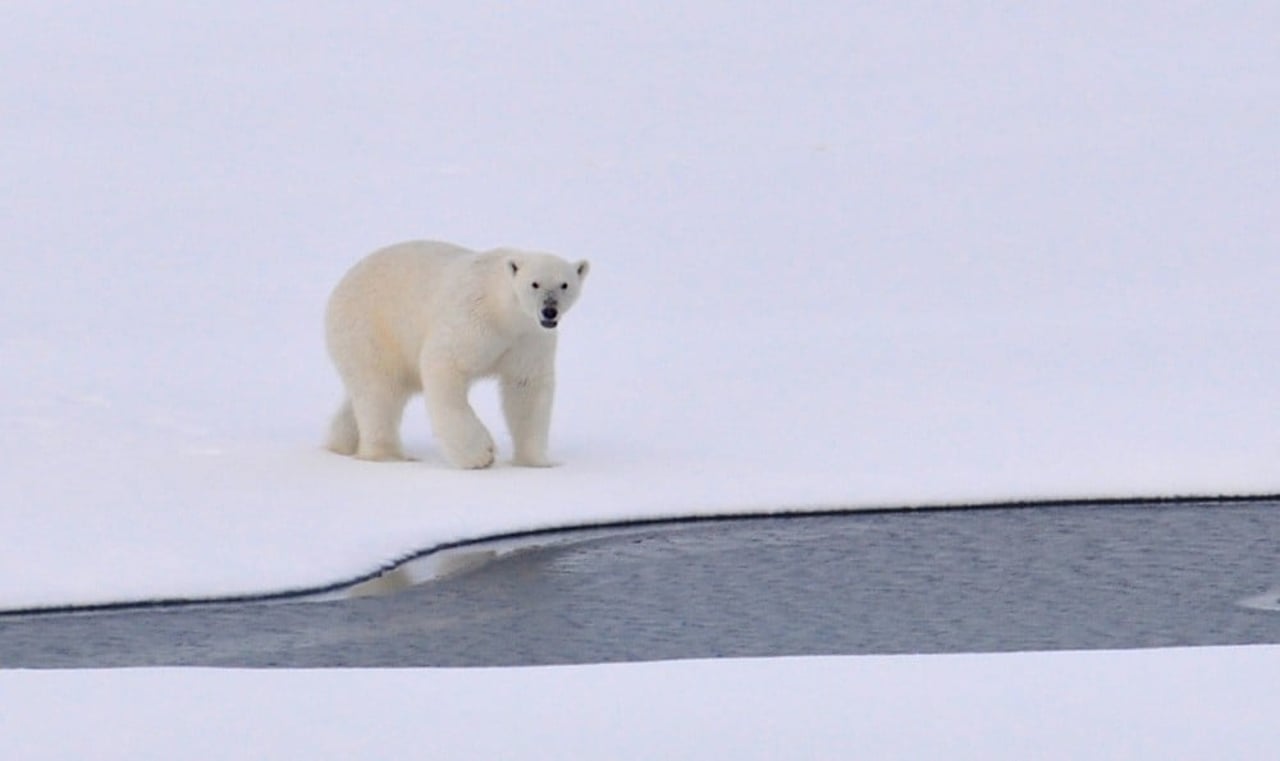 polar-bear-1574996_1280