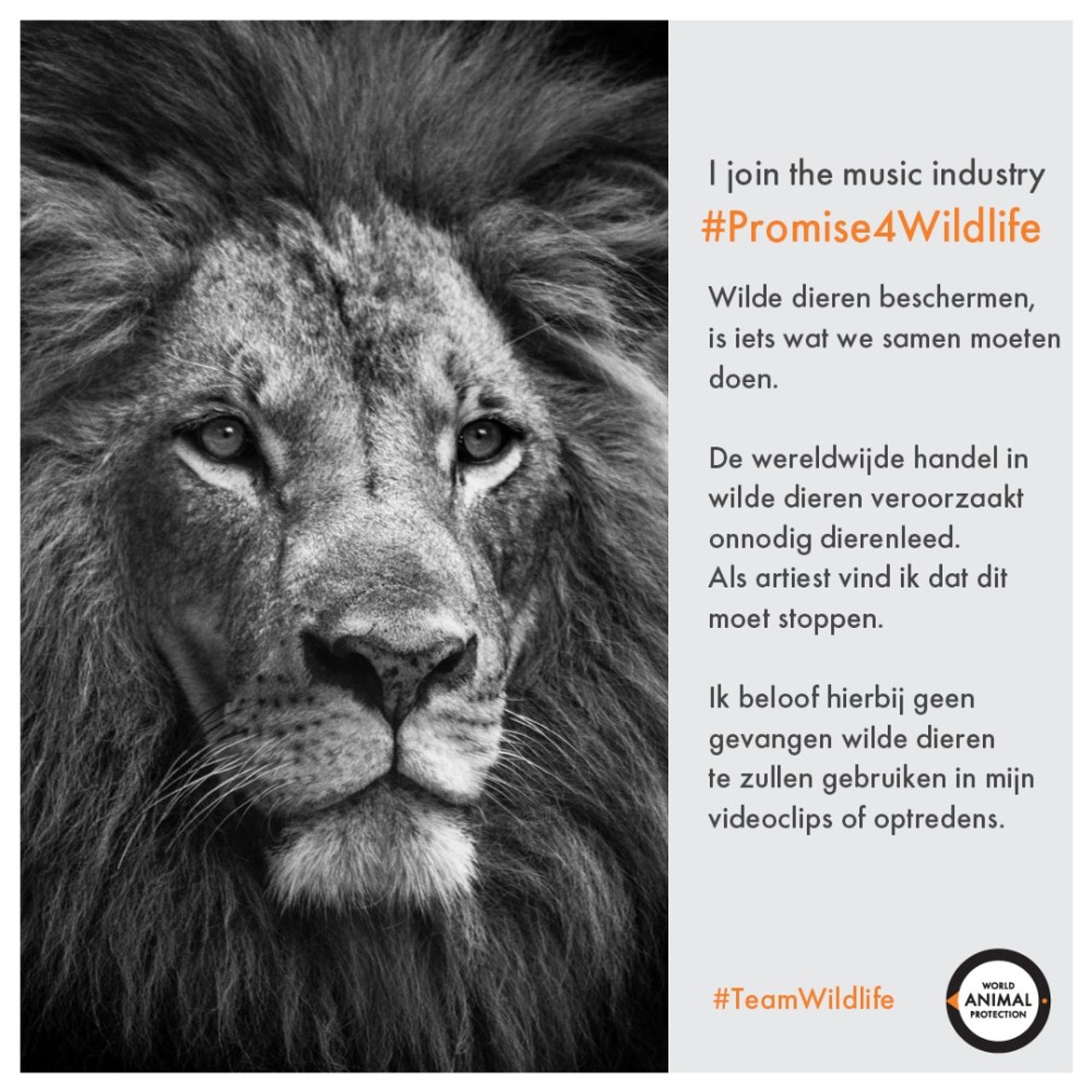 promise4wildlife_lion