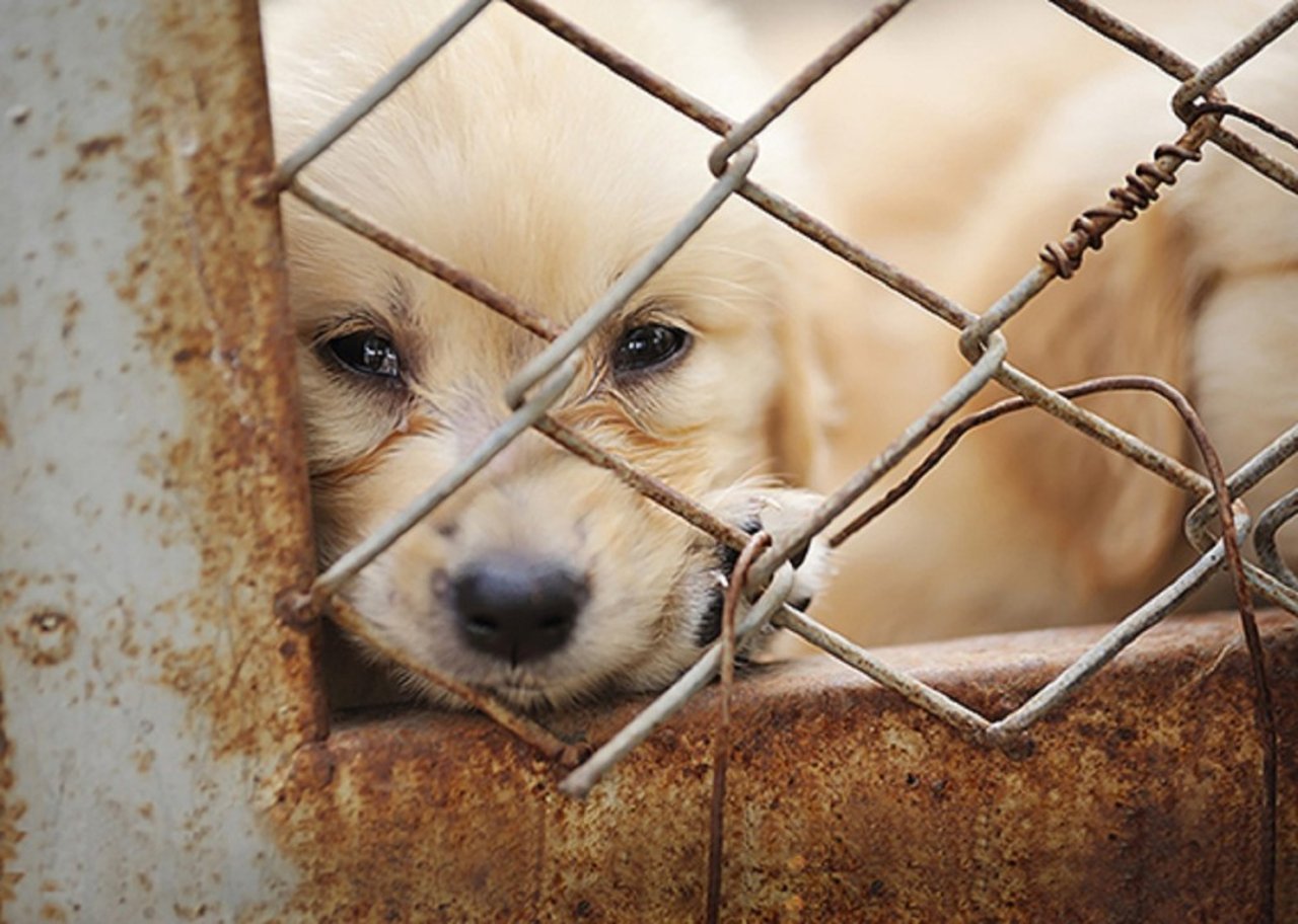 Achter illegale hondenfokkerijen schuilt veel dierenleed