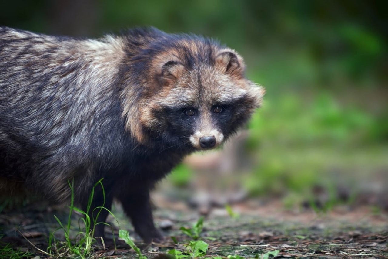 Raccoon dog in wild