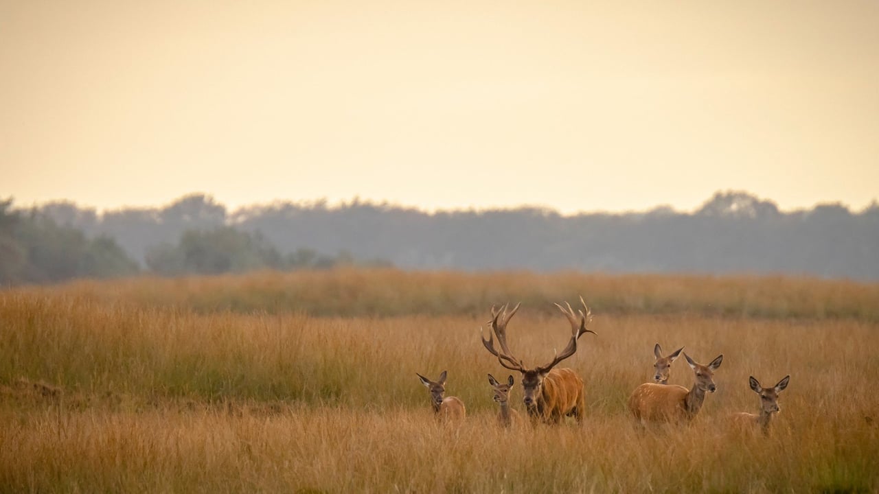 Olifant bij opvang ChangChill