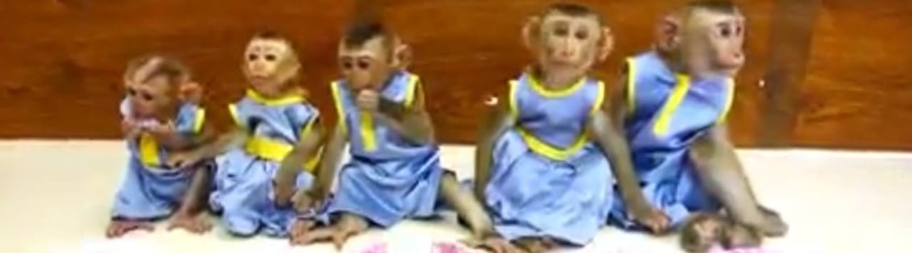 A group of five macaques wearing clothing and placed in front of dishes of food, being recorded for social media.