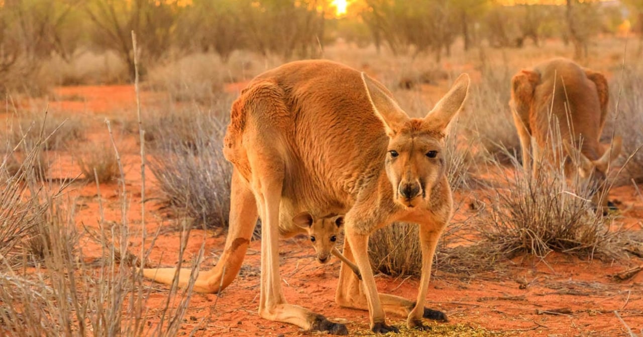 Kangaroes Australie