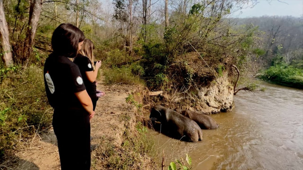 Olifanten in de rivier