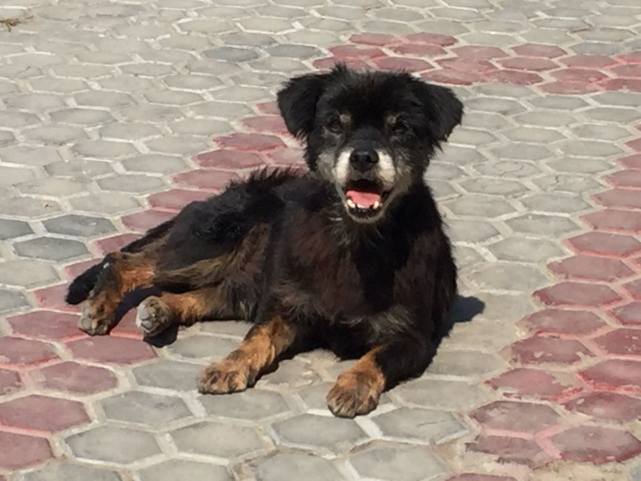 street_dog_cernavoda_romania1