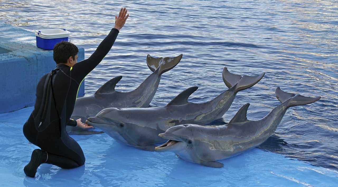 three_performing_dolphins_rs