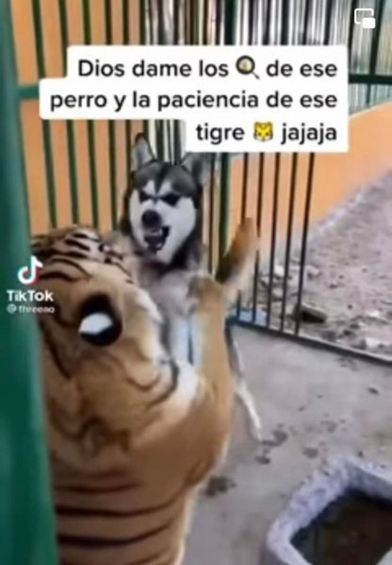 Tijger en hond vechten
