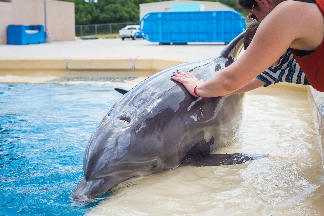 wild dolphins