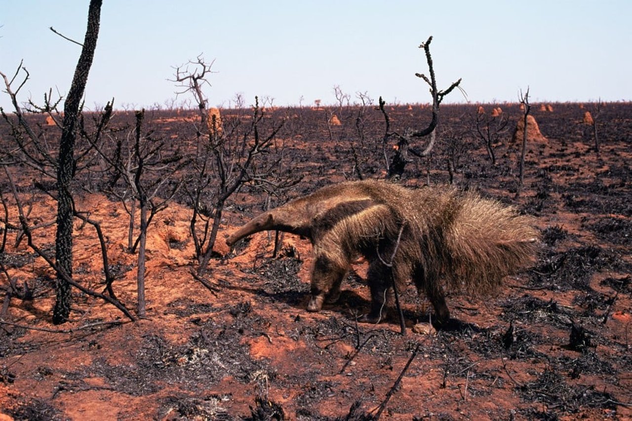 An anteater fleeing a wildfire in Brazil