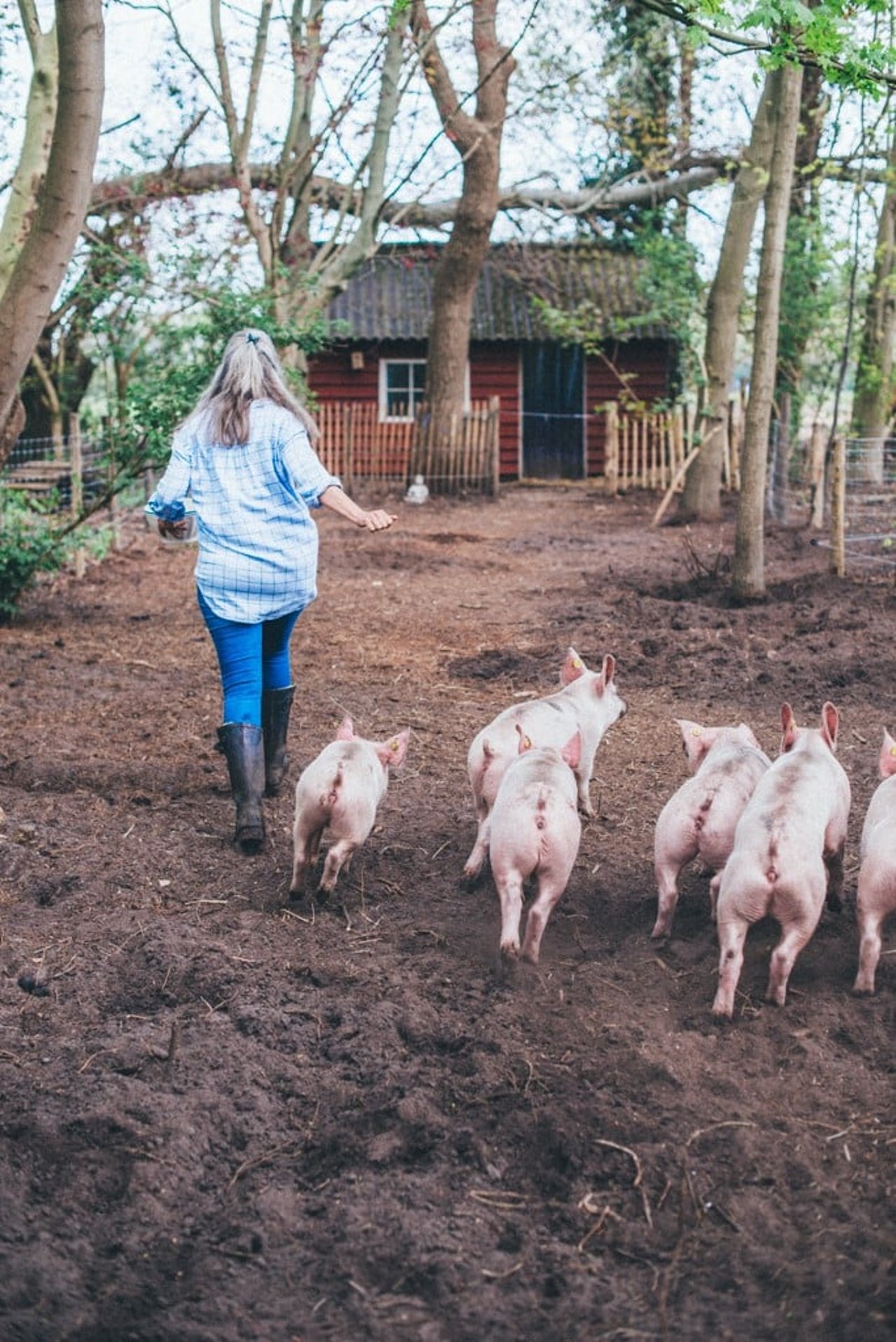 De biggen in Babettes Biggenbos bij opvangplek de Nobele Hoeve