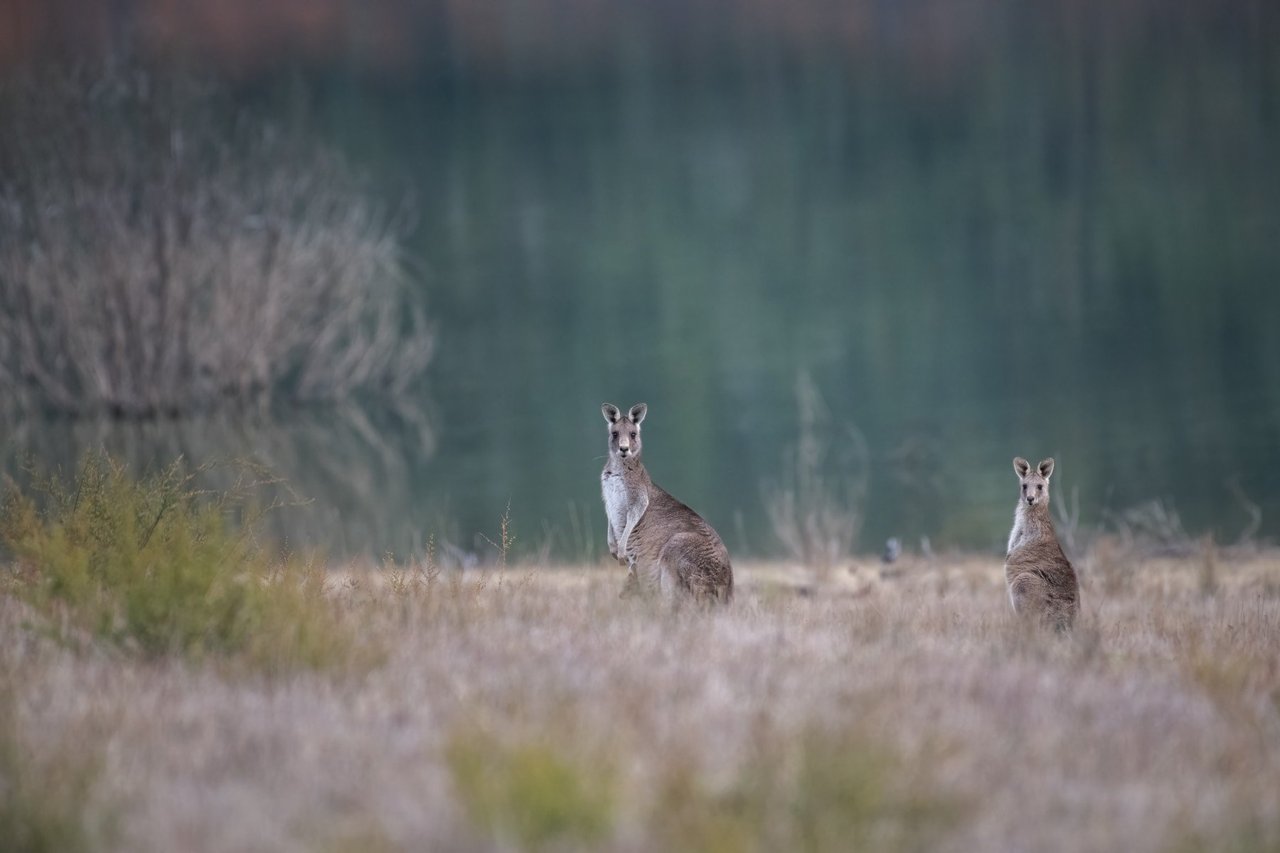 Kangoeroes in veld