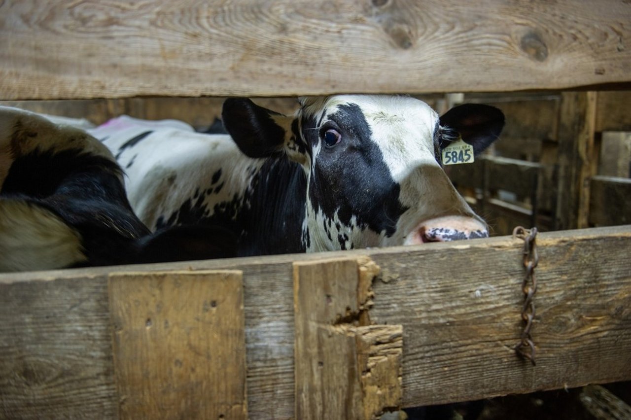 A cull dairy cow at auction