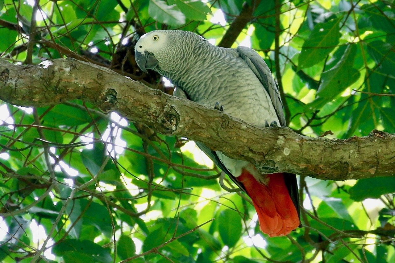 African grey parrots crammed into a crate in DRC Credit Lwiro Sanctuary - Animals in the wild - World Animal Protection