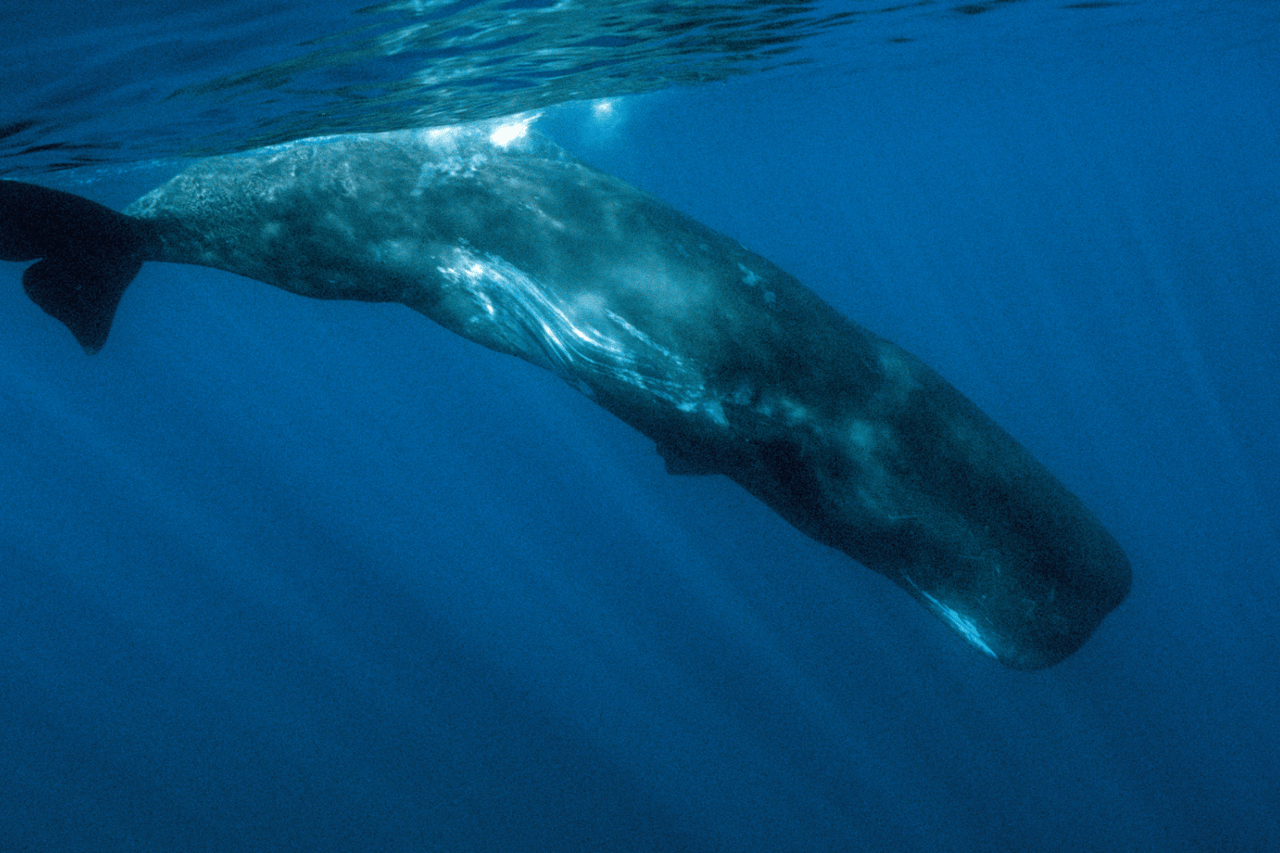 WHS Whale