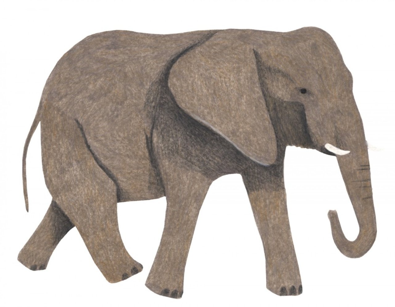 Illustratie Lieke olifant