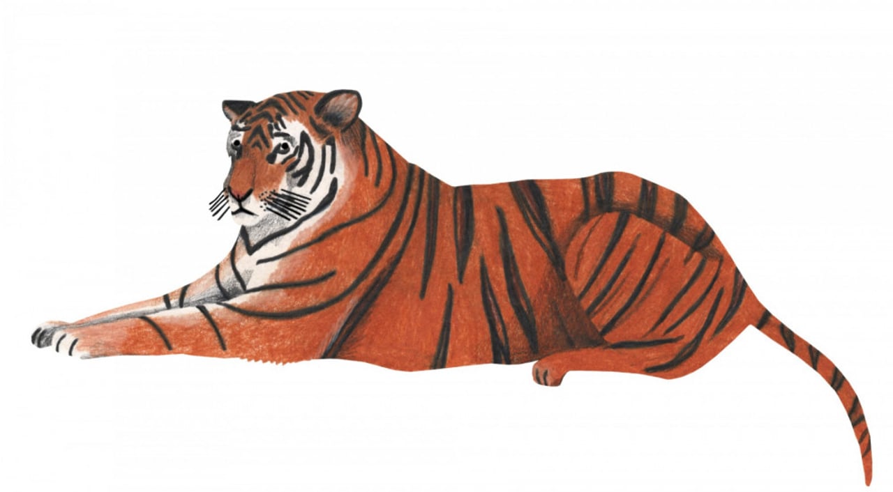 Lieke illustratie tijger
