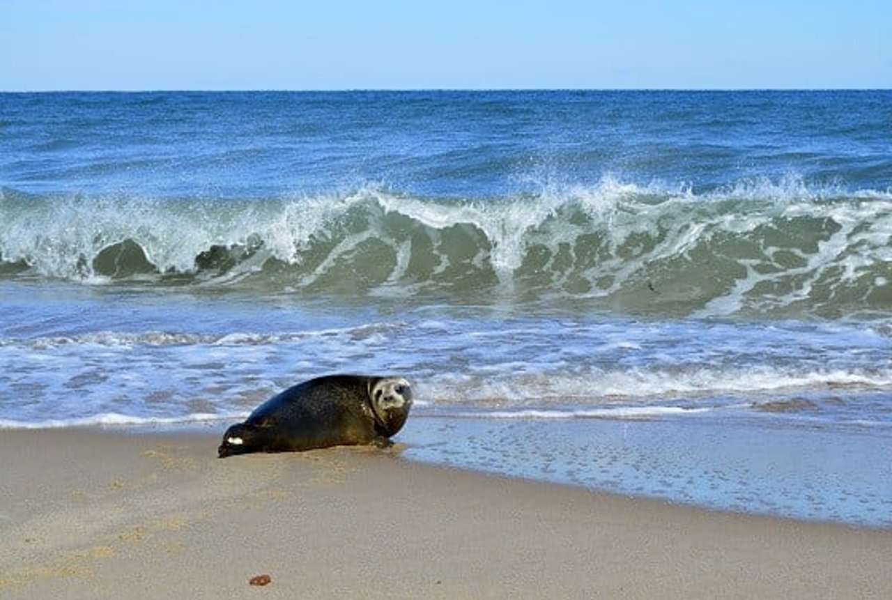 zeehondlemongrassvrijgelaten1