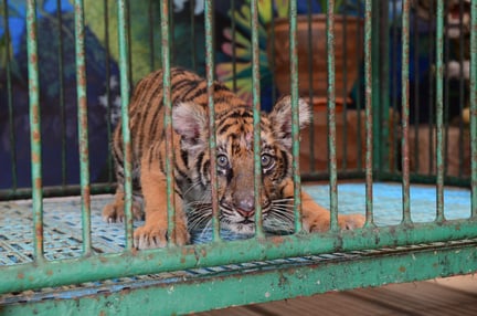 Tiger cub in cage