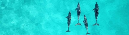 Zwemmende dolfijnen