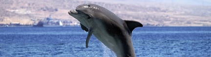 Dolfijn in het wild