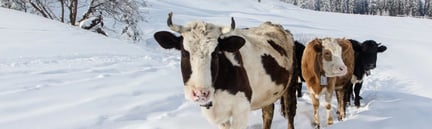Koeien in sneeuw