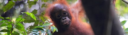Orang Oetan in het bos