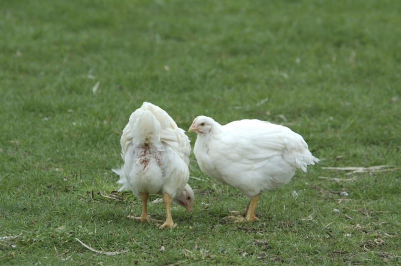Kippen scharrelen in het gras