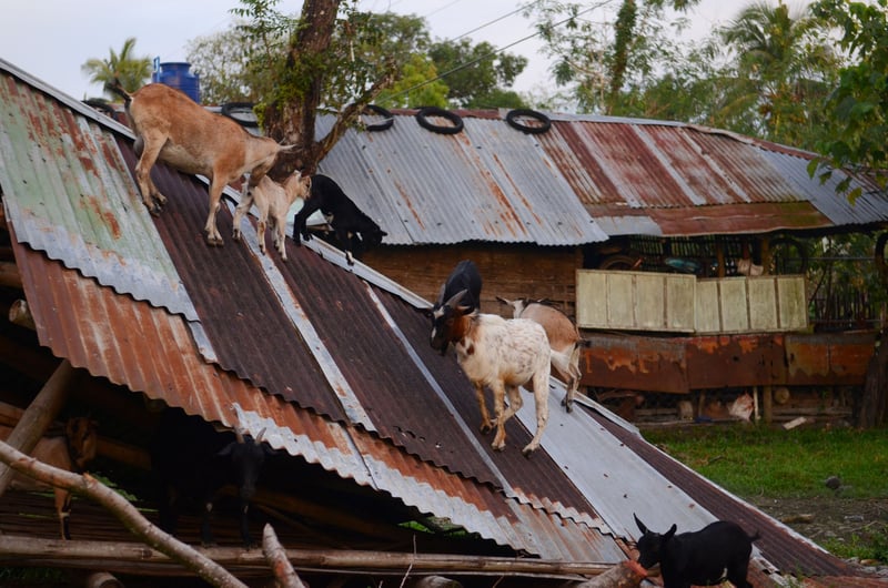geiten op dak na tyfoon Haiyan